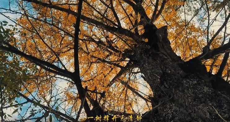 福建闽北“古银杏之王”，最佳观赏期。一首歌曲赞颂着一位种树人。