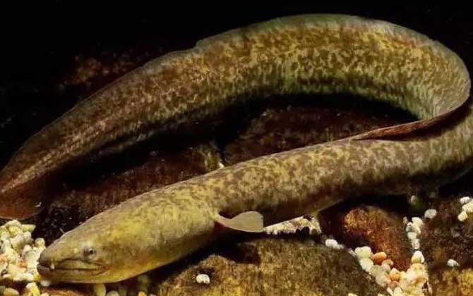 鳗鲡(鳗鱼,白鳝,日本鳗)1,习性:生殖期洄游入海,喜栖于沙泥底质海底