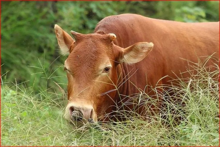 肉牛大事典 飼育の基本から最新研究まで - その他